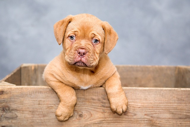 De perfecte voerbak voor jouw hond kiezen: waar moet je op letten?